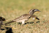 African Grey Hornbill, Tockus nasutus