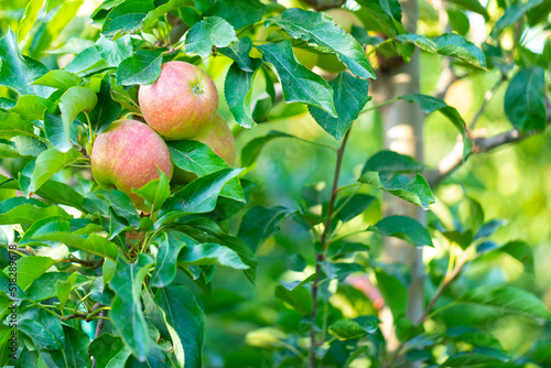 Manzanas en un manzano al atardecer