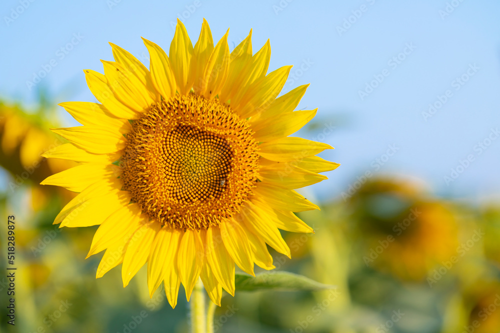 Girasol (Helianthus annuus) en un campo al atardecer Girasol (Helianthus annuus) en un campo al atardecer