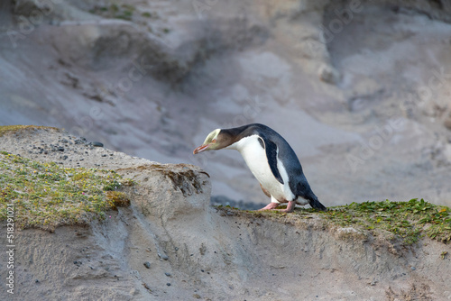 Geeloogpinguin, Yellow-eyed Penguin, Megadyptes antipodes photo