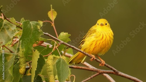 Close up, female yellow warbler bird perched on a tree branch. Blurred background photo