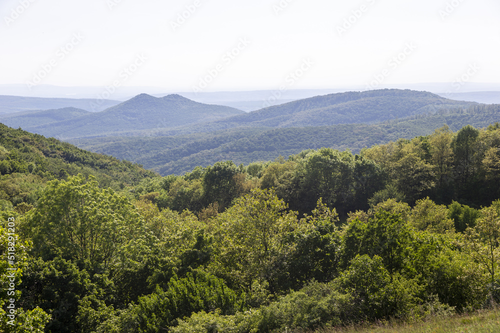 Fototapeta premium forest in the mountains