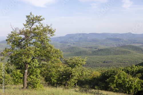 landscape with trees