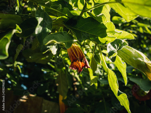 Brugmansia flower