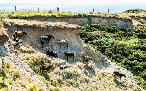 Sheep Herd on Cliffs, Hartland Cornwall Heritage Coast, South West Coast Path, Bude, North Cornwall, England photo