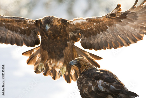 Steenarend, Golden Eagle, Aquila chrysaetos photo