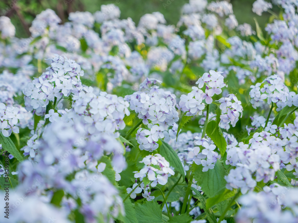 Lunaria rediviva, known as perennial honesty. Beautiful light purple flowers in bloom. Lunaria rediviva, known as perennial honesty. Beautiful light purple flowers in bloom.