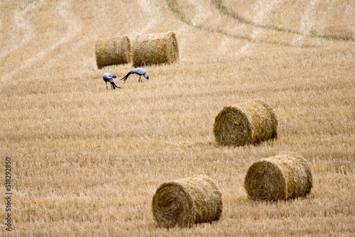 Stanley-kraanvogel, Blue Crane, Anthropoides paradiseus photo