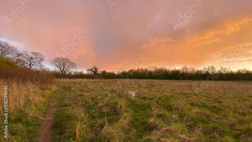 Wallpaper Mural Labrador in field at sunset Torontodigital.ca