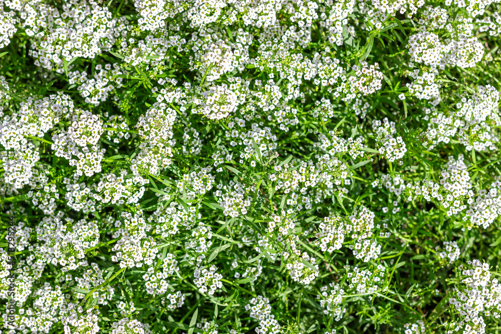 Floral background. Alyssum flower. White small flower. Floral background. Alyssum flower. White small flower.