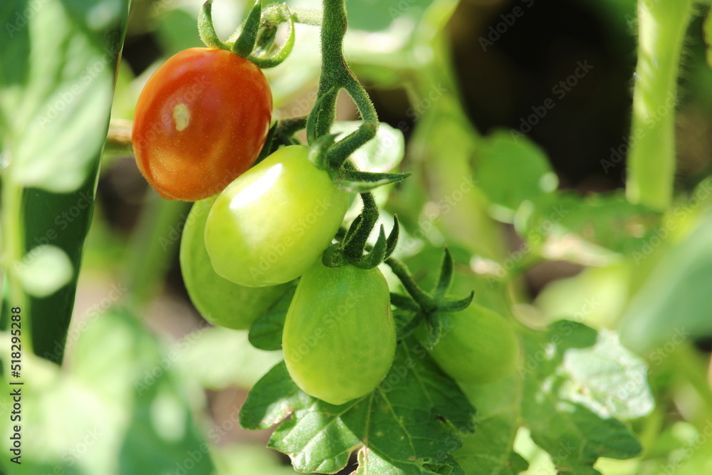rote und grüne Datteltomaten am Strauch Stock Photo | Adobe Stock