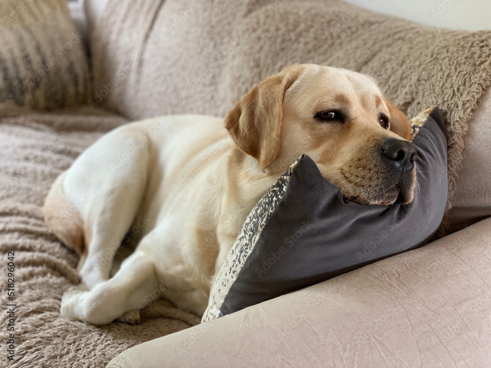 Obraz premium Labrador
