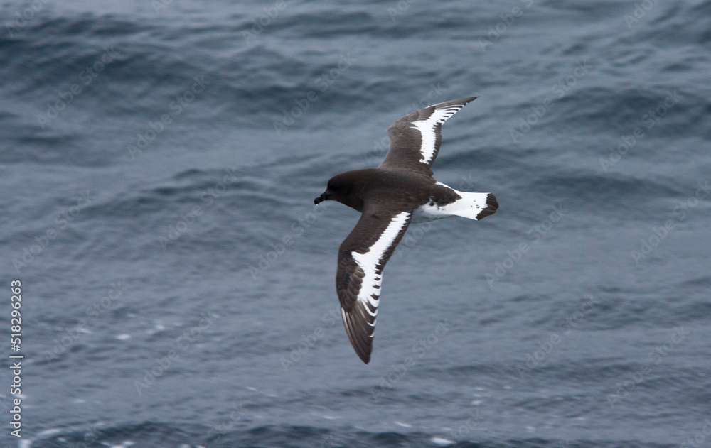 Antarctische Stormvogel, Antarctic Petrel, Thalassoica antarctica