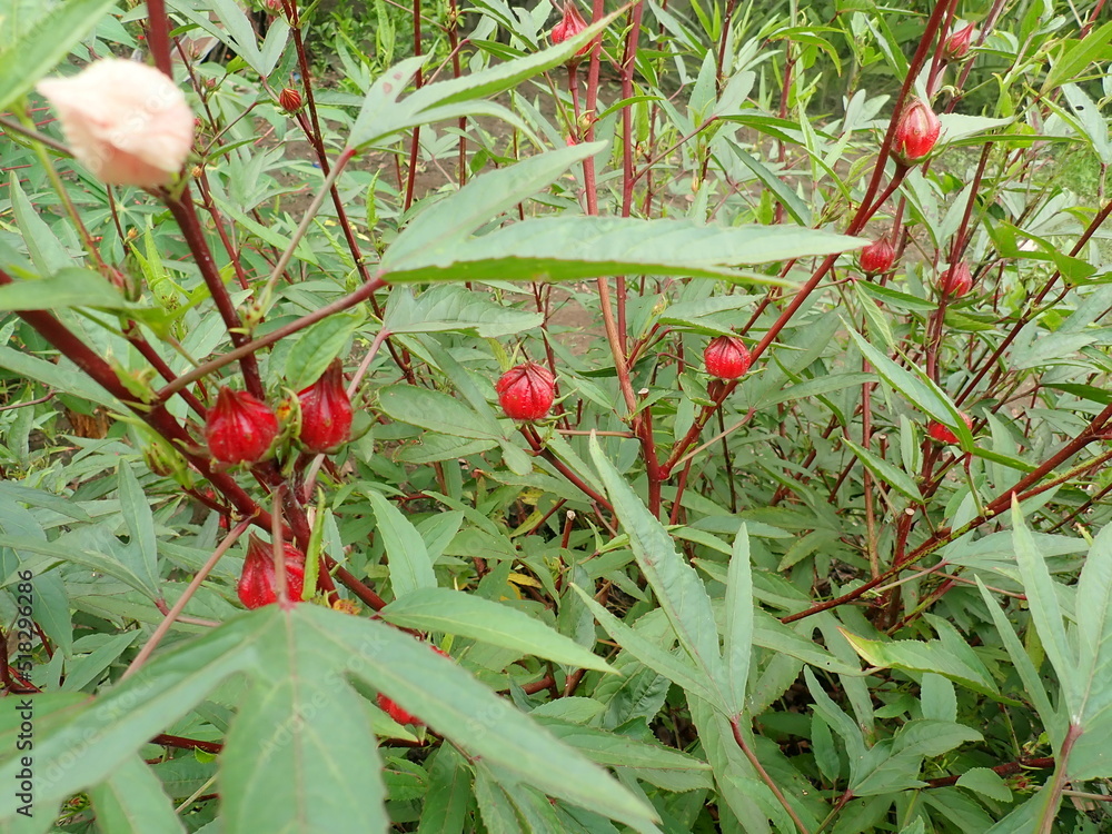 Rosella (Hibiscus sabdariffa) Stems and Leaves Roselle is an annual herb that can reach a height