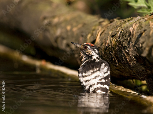 Kleine Bonte Specht, Lesser Spotted Woodpecker, Dendrocopus minor photo
