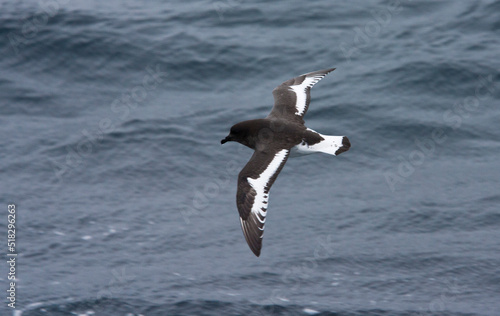Obraz na płótnie Antarctische Stormvogel, Antarctic Petrel, Thalassoica antarctica w salonie