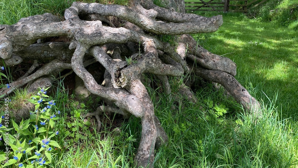 Fototapeta premium Welsh forest walks