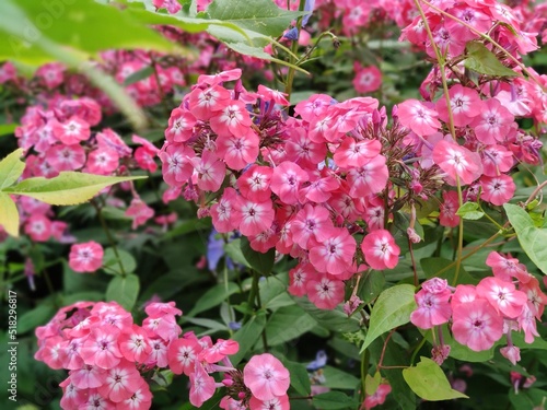Botanischer Garten Hamburg (LOKI SCHMIDT-GARTEN)