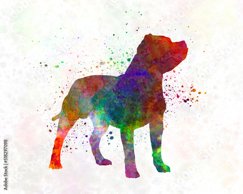 Staffordshire Bull Terrier in watercolor photo