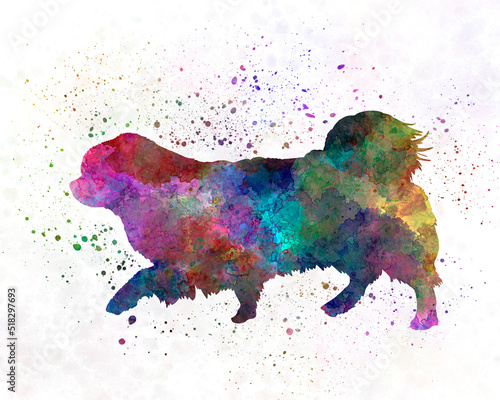 Fotografija Tibetan Spaniel in watercolor