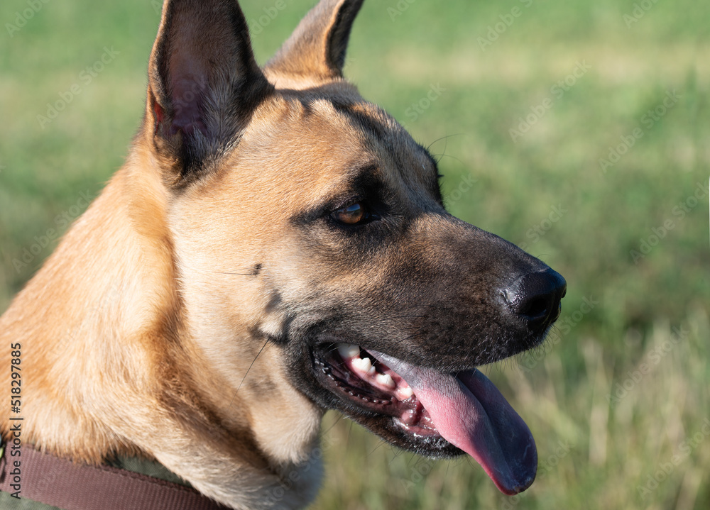 Close-up of the head of a German Shepherd mix. The animal is outdoors against a green background. The mouth is open, the tongue is hanging out.