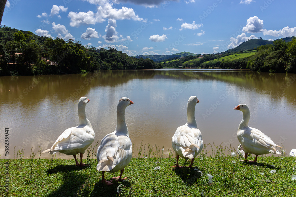 Obraz premium Ducks on the shore of a lake in Brazil