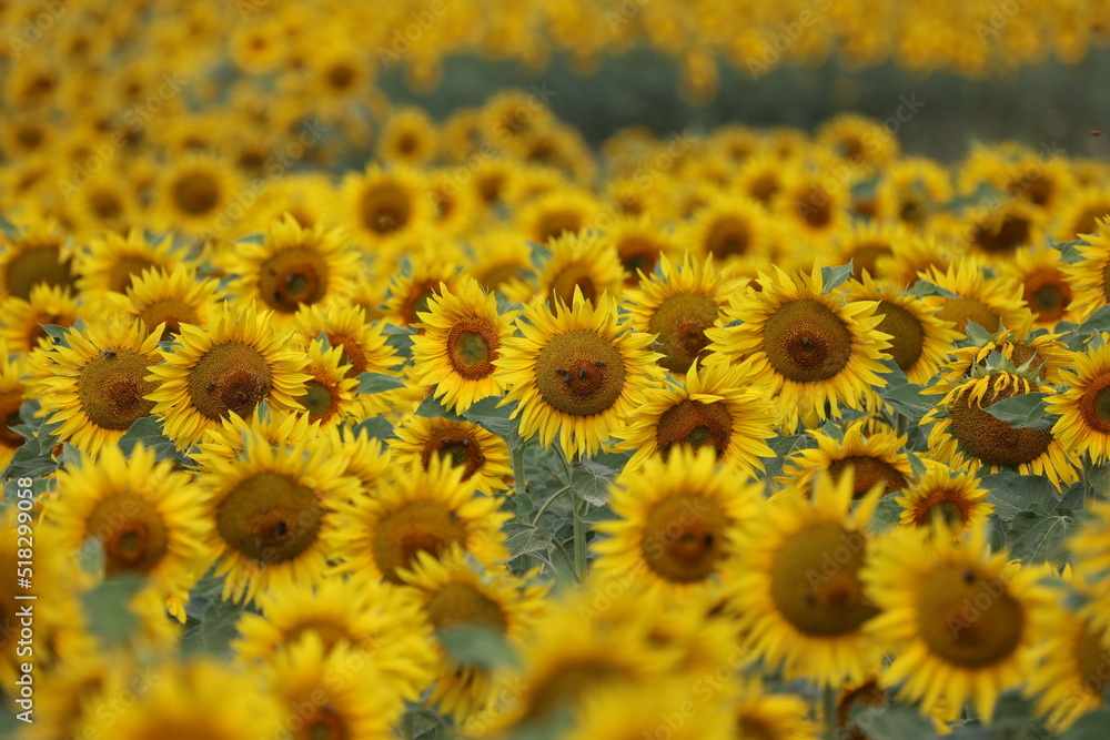 Sunflowers. Blooming field of sunflowers in summer Sunflowers. Blooming field of sunflowers in summer
