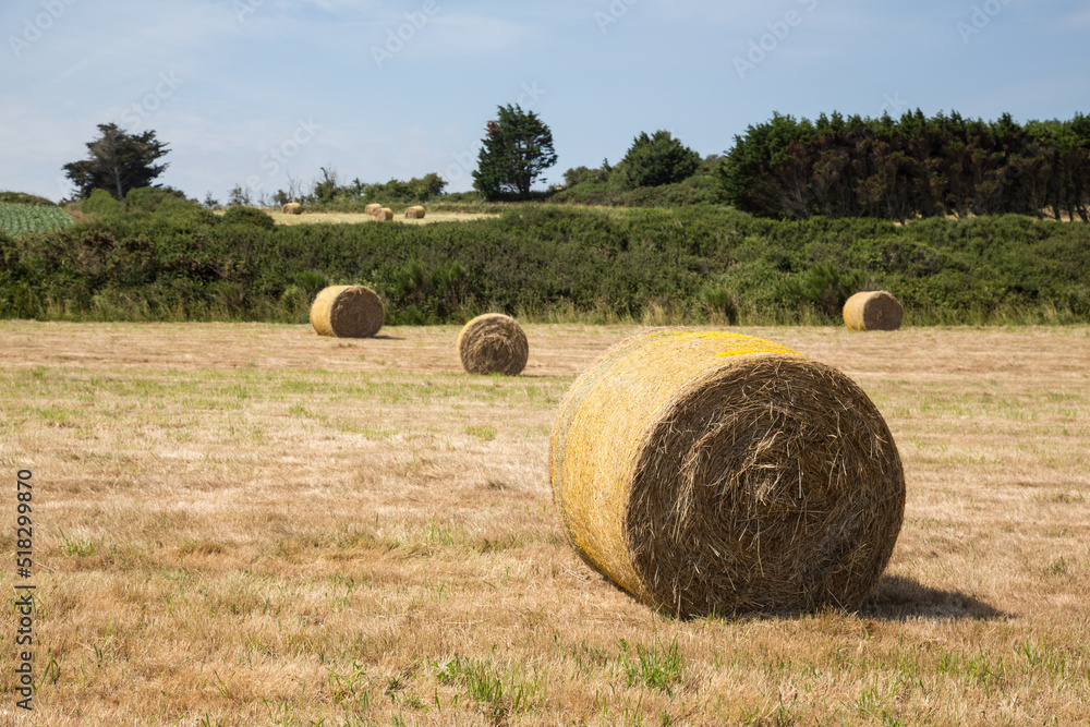 Agriculture and ecology: Detail of a furled hay bale at the field in summer after the harvest