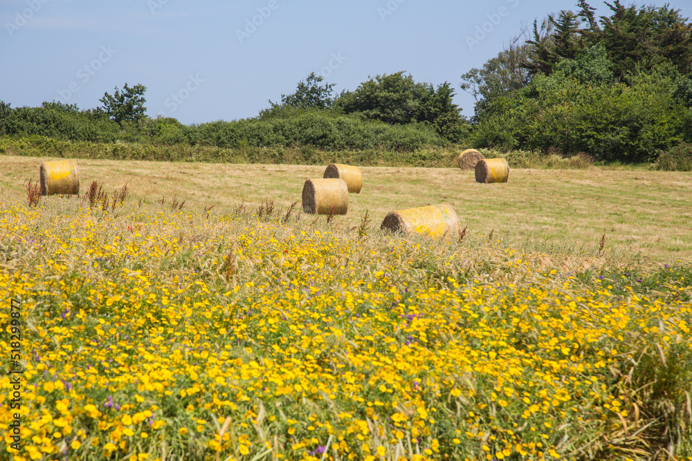 Fototapeta premium Agriculture and ecology: Furled hay bales at the field in summer after the harvest