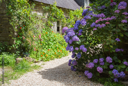 Vintage rural garden design and landscaping: Huge and lush blooming blue violet hydrangea in the front garden of an old house or cottage in Brittany, France