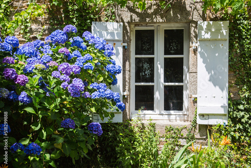 Vintage rural garden design and landscaping: Huge and lush blooming blue violet hydrangea in the front garden of an old house or cottage in Brittany, France