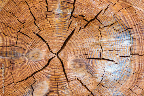 Detail cut through the trunk with cracks and pronounced tree rings