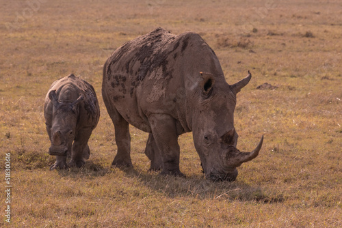 Mother Rhino with its Baby in the wilderness.