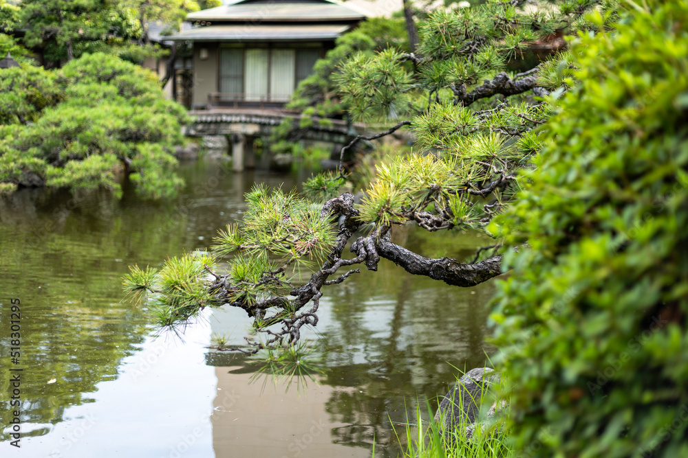 日本庭園 松