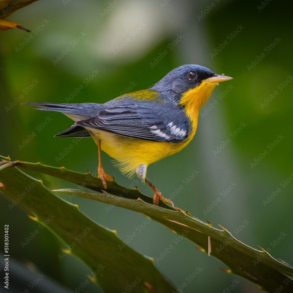 Obraz premium Tropical Parula