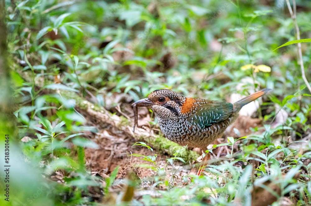 Scaly Ground Roller, Geobiastes squamiger Scaly Ground Roller, Geobiastes squamiger