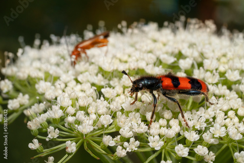 Fotografie Trichodes apiarius  on white flowers