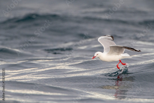 Red-billed Gull, Chroicocephalus novaehollandiae scopulinus photo