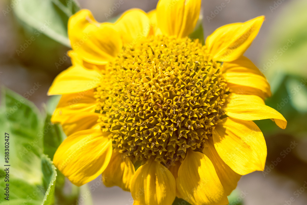 Close-up of a sunflower in a field with a blurred background. Blurred background Close-up of a sunflower in a field with a blurred background. Blurred background