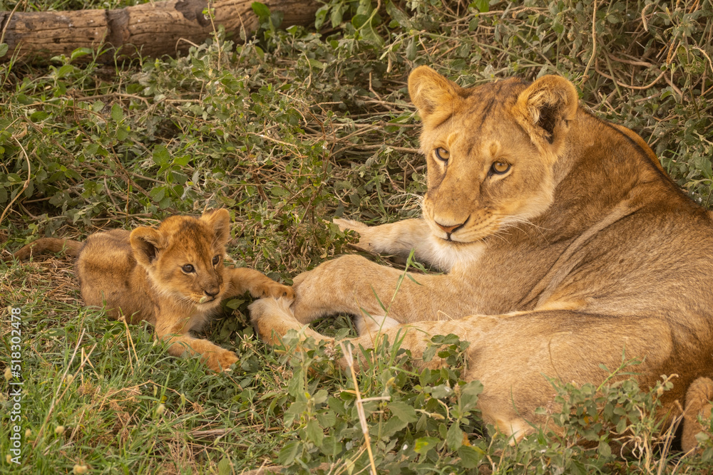 Lion in Masai Mara Game Reserve of Kenya. Lion in Masai Mara Game Reserve of Kenya.