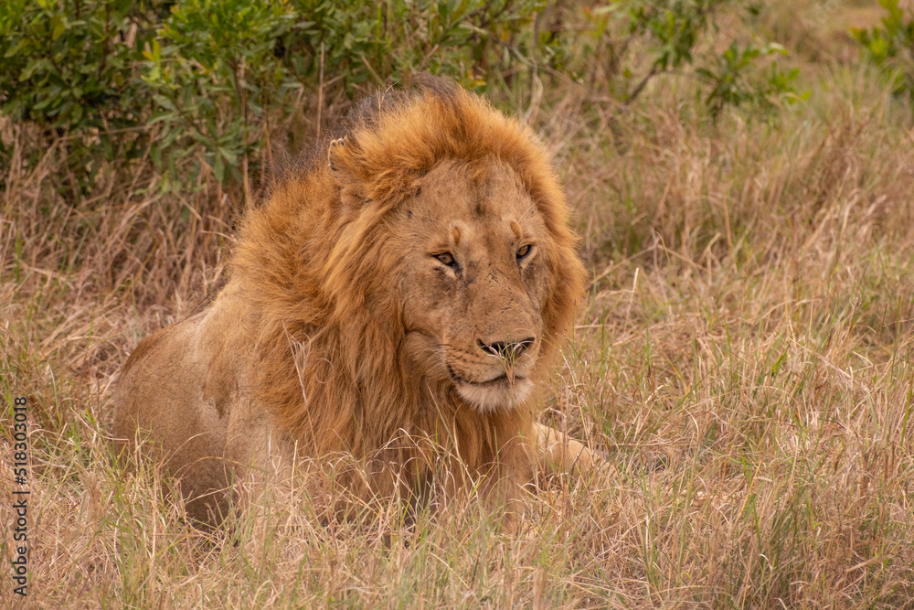 Lion in Masai Mara Game Reserve of Kenya.