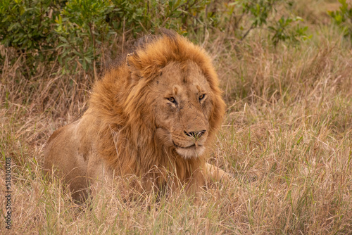 Lion in Masai Mara Game Reserve of Kenya.
