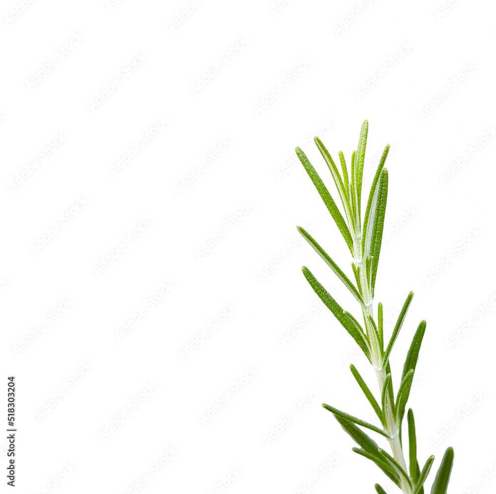 rosemary leaves twing isolated in white background mediteranea herb