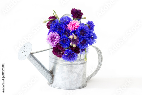 cornflowers in watering can on white background