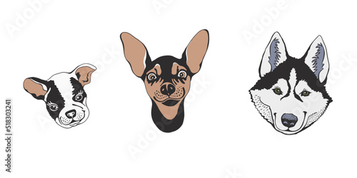 dogs; husky; bulldog; chihuahua