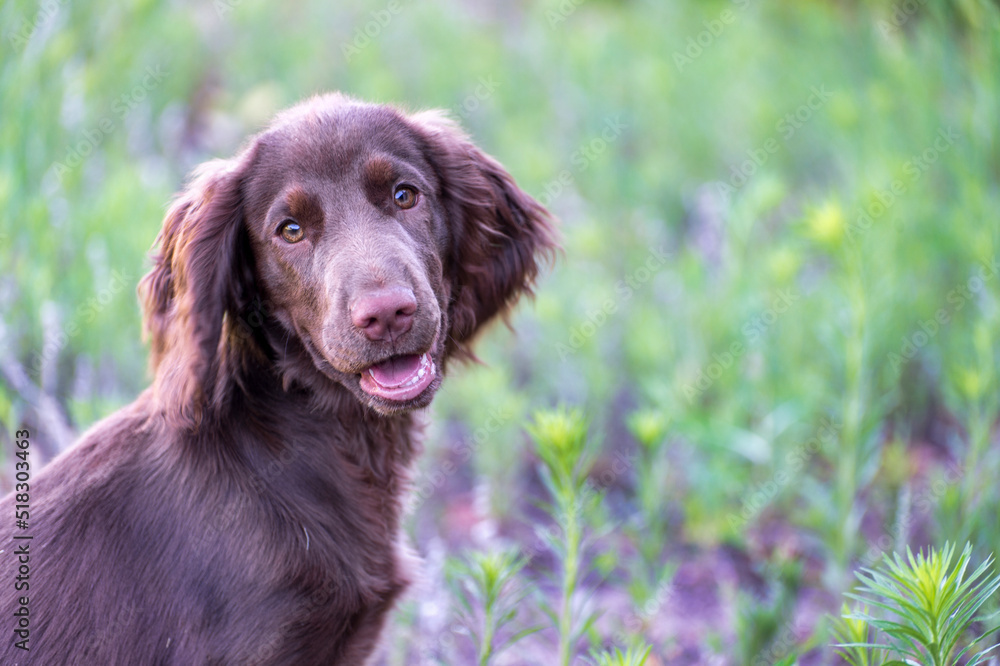 portrait of a springer