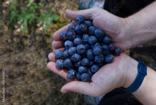 Man's hands hold blueberries picked from the bushes