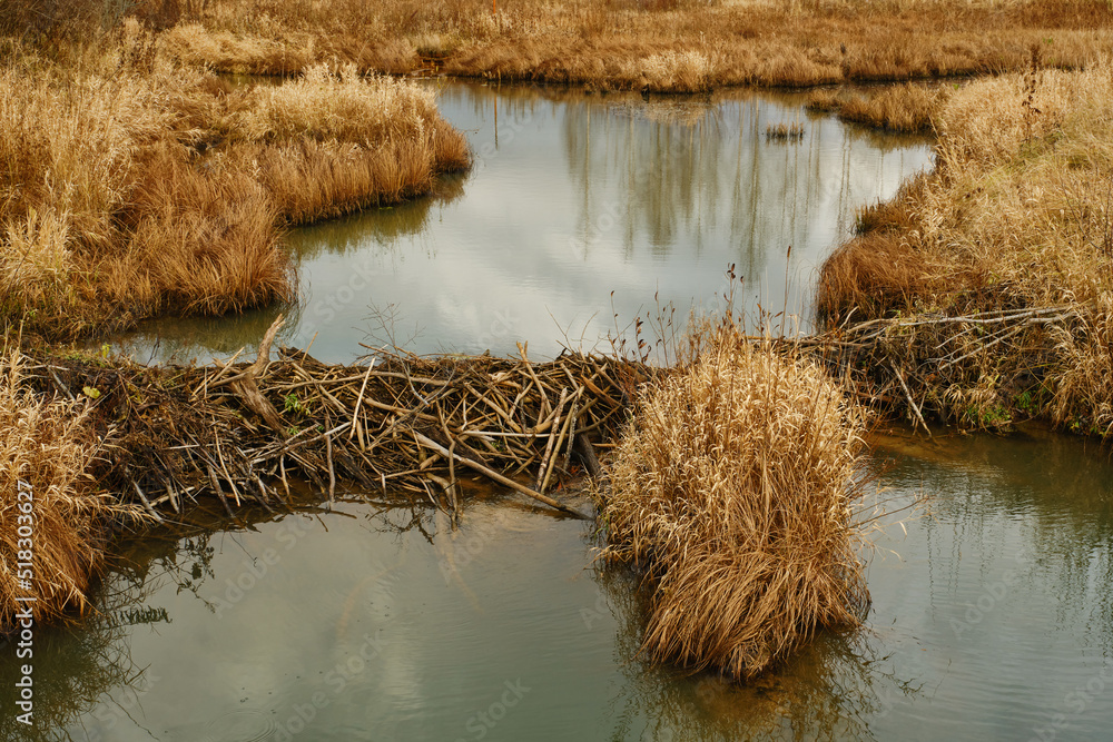 Fototapeta premium Landscape of a river with a beaver dam in autumn. Selective focus
