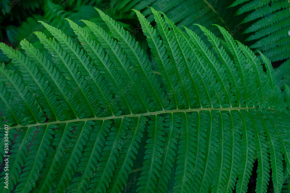 Layout made from green leaves fern. Flat lay. Nature fern leaf background. Layout made from green leaves fern. Flat lay. Nature fern leaf background.