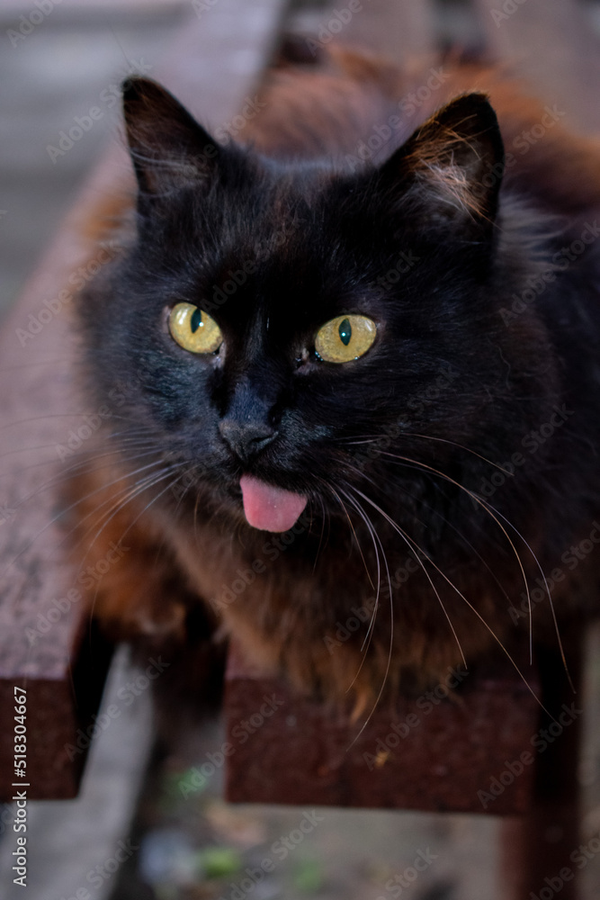 portrait of a black cat with a protruding tongue and yellow eyes